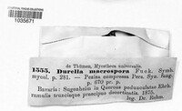 Durella macrospora image